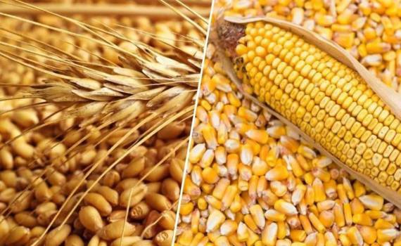 Мировое производство зерна упадёт в 2026/27 МГ — прогноз IGC - agroexpert.md