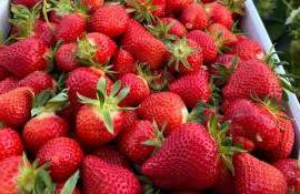 Căpșunile locale, la mare căutare la început de sezon - agroexpert.md