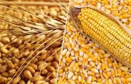 Мировое производство зерна упадёт в 2026/27 МГ — прогноз IGC - agroexpert.md