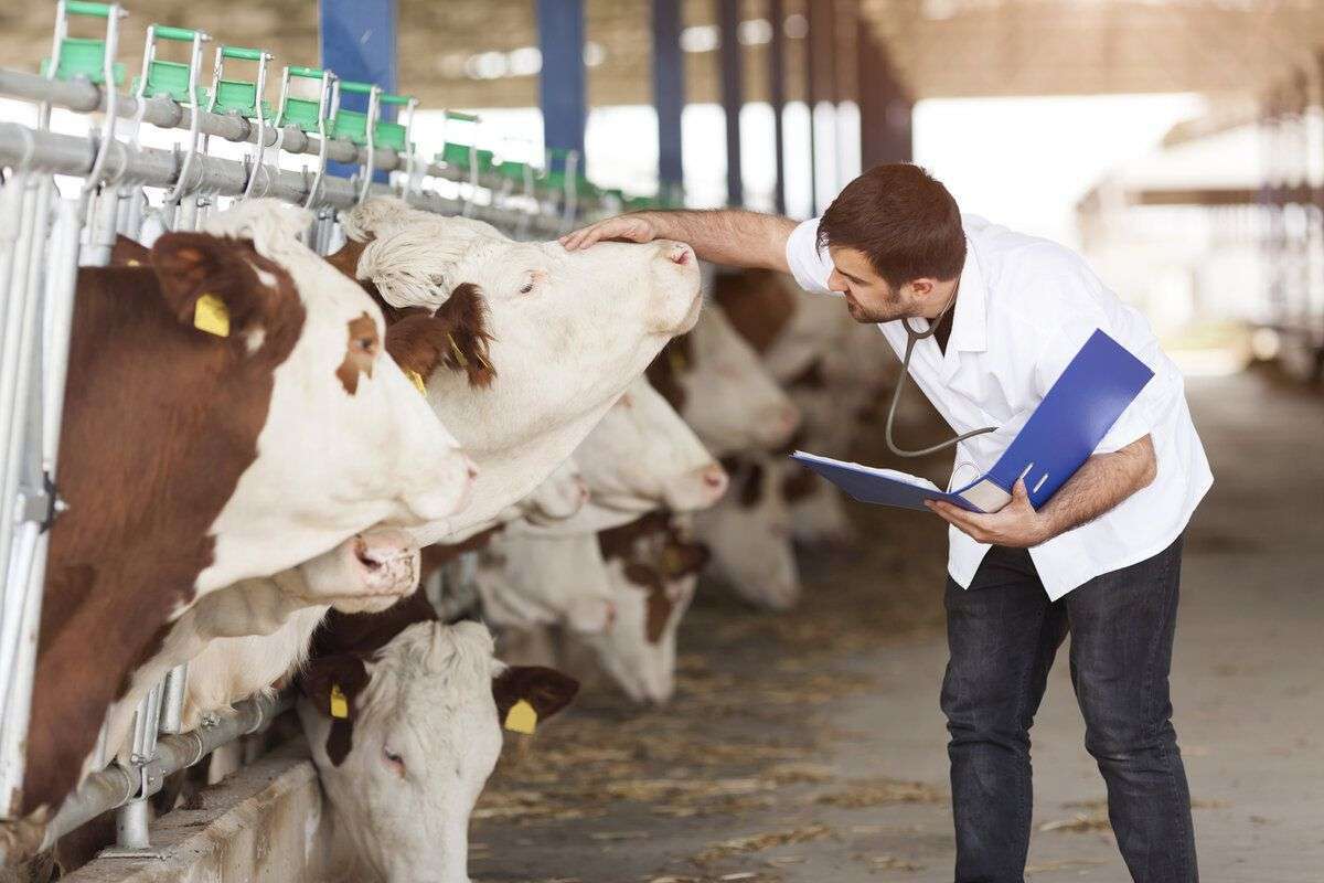 Tinerii veterinari pot primi indemnizații - agroexpert.md