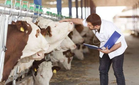 Tinerii veterinari pot primi indemnizații - agroexpert.md