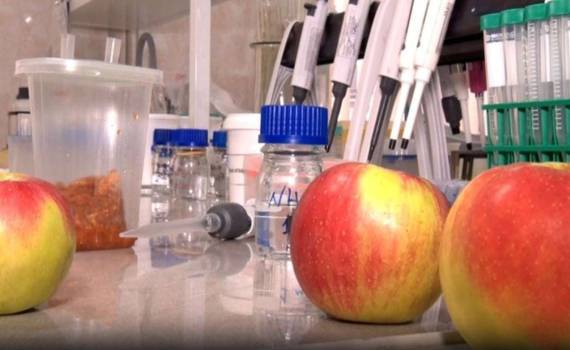 В Европе 85% яблок  содержат токсичный коктейль пестицидов - agroexpert.md