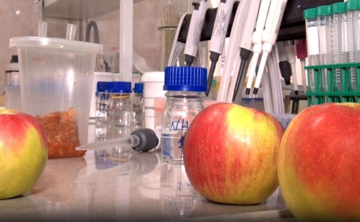 В Европе 85% яблок  содержат токсичный коктейль пестицидов - agroexpert.md