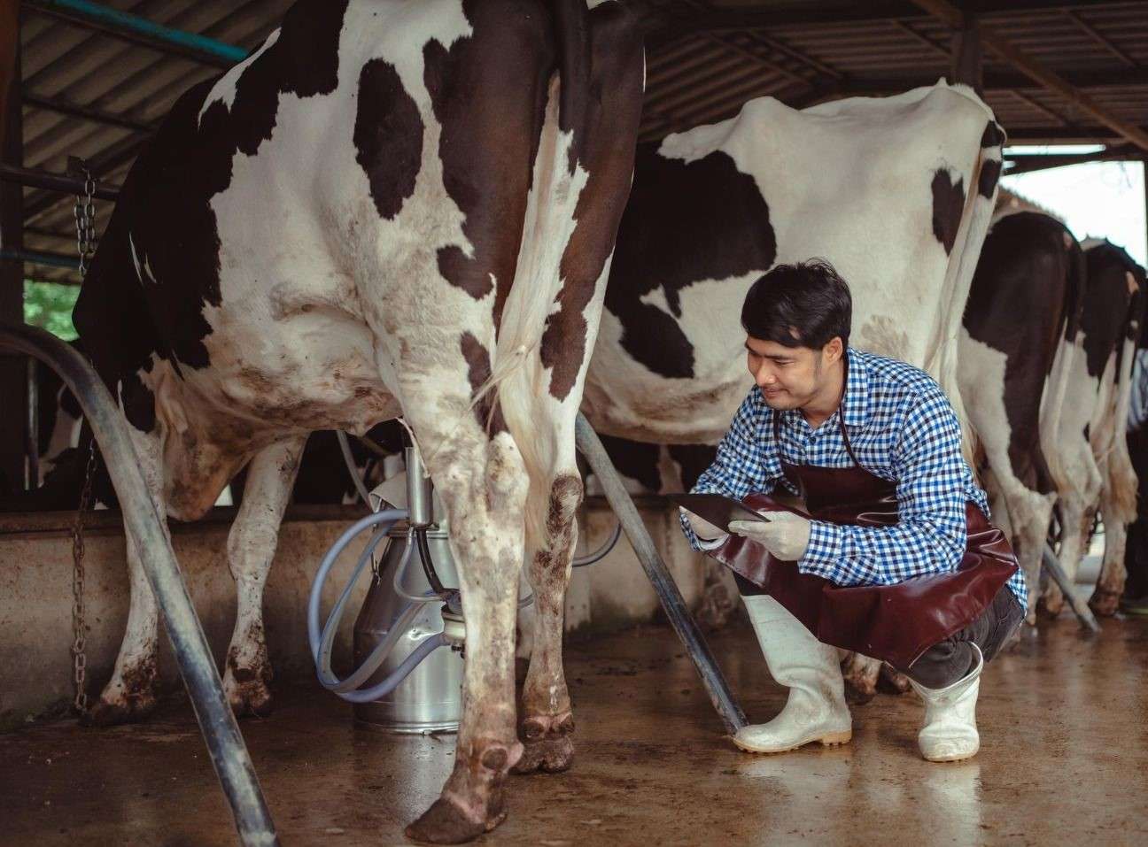 Pretul mic la laptele crud din țară - AGROEXPERT.MD