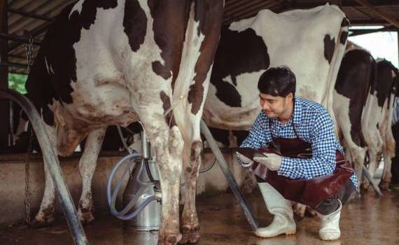 Pretul mic la laptele crud din țară - AGROEXPERT.MD