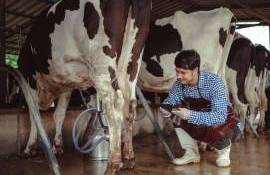 Pretul mic la laptele crud din țară - AGROEXPERT.MD