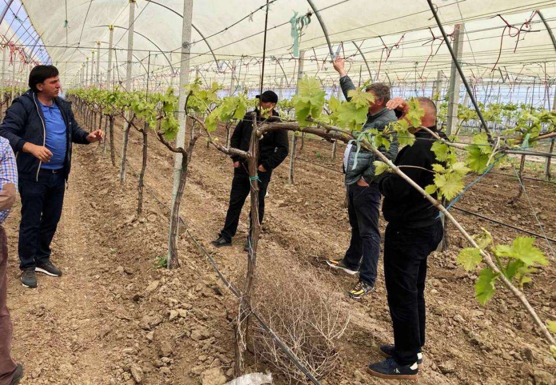 Viile de la sud nu au fost afectate semnificativ de înghețuri - agroexpert.md