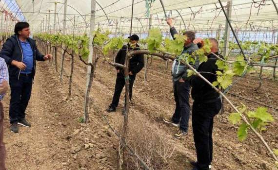 Viile de la sud nu au fost afectate semnificativ de înghețuri - agroexpert.md