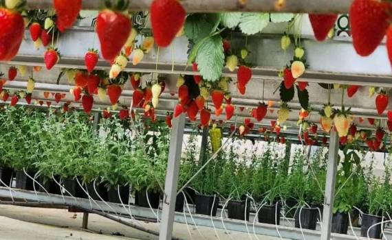 Применение ароматических культур в защите тепличных культур в Турции - agroexpert.md