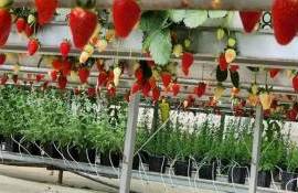 Применение ароматических культур в защите тепличных культур в Турции - agroexpert.md