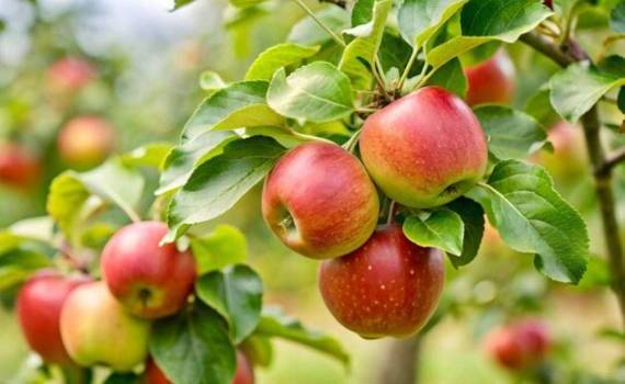 Морозы в Восточной Европе грозят ростом цен на яблоки - agroexpert.md