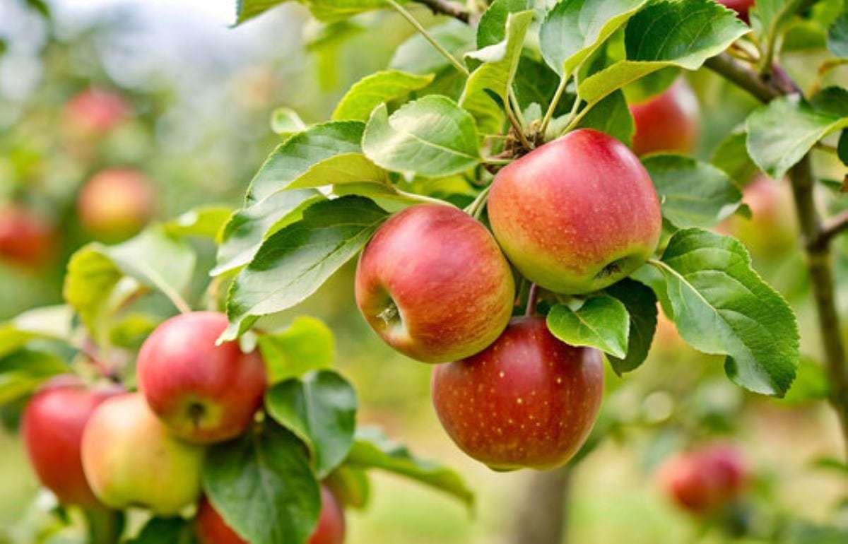 Морозы в Восточной Европе грозят ростом цен на яблоки - agroexpert.md