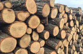 controale inopinate la ocoalele silvice - agroexpert.md