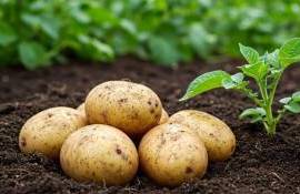 В Молдове сокращаются площади под картофелем: что будет с ценами? - agroexpert.md
