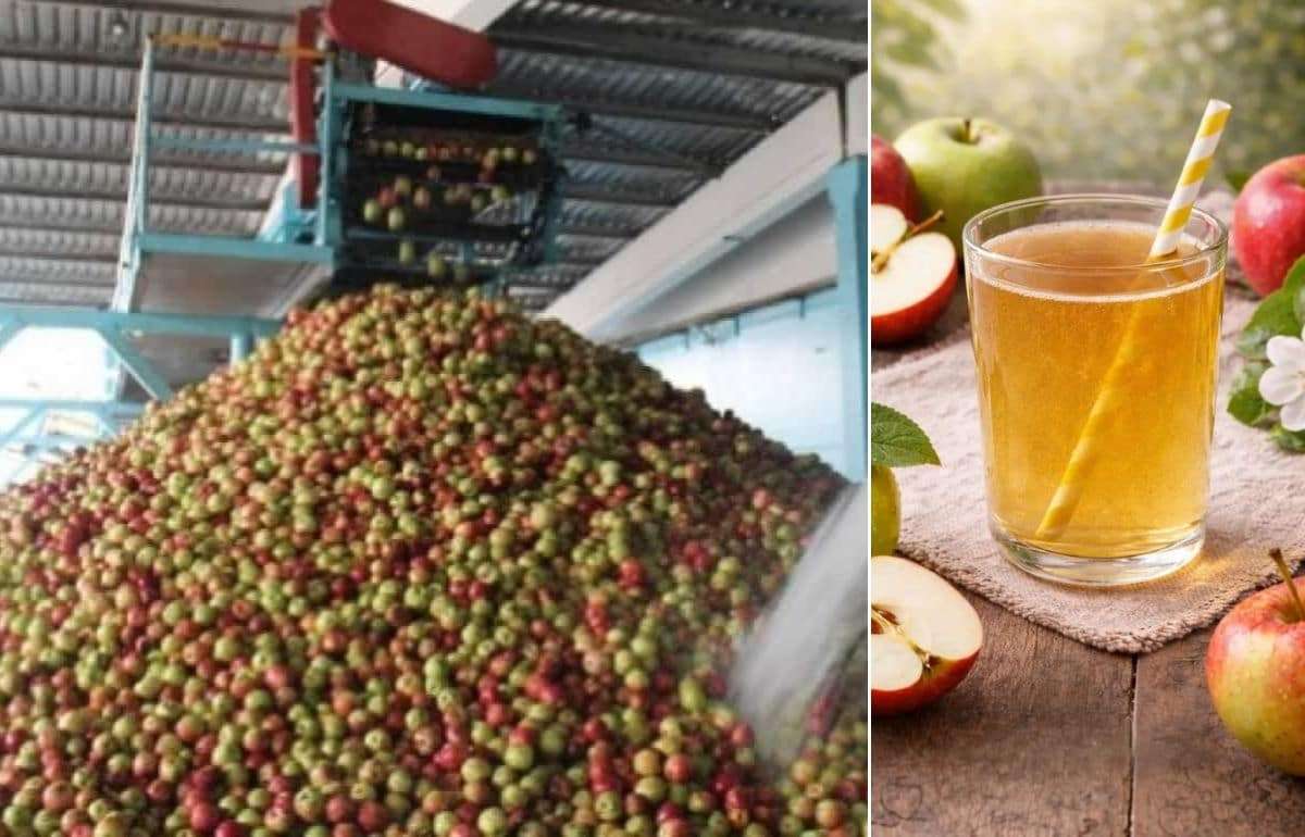 Промышленная переработка яблок: конец сезона с низкими объемами и ценами - agroexpert.md