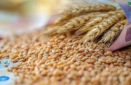 Экспорт пшеницы из ЕС в текущем сезоне на 10% превышает прошлогодний - agroexpert.md