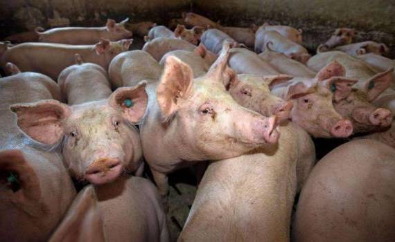 pestă porcină africană - agroexpert.md