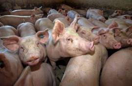 pestă porcină africană - agroexpert.md