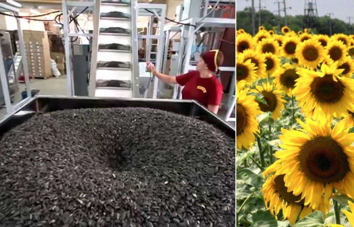 Ценовой тренд на подсолнечник меняется: Аргентина давит, Украина падает - agroexpert.md