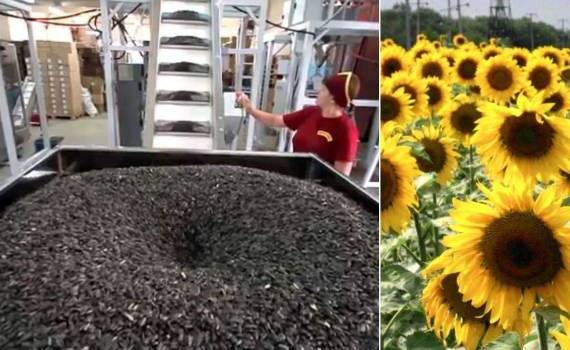 Ценовой тренд на подсолнечник меняется: Аргентина давит, Украина падает - agroexpert.md