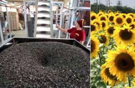 Ценовой тренд на подсолнечник меняется: Аргентина давит, Украина падает - agroexpert.md