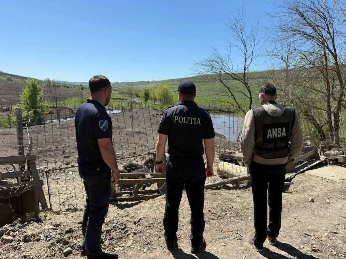 Razii la ferme și stâne din raionul Ialoveni. Mai multe încălcări depistate  - agroexpert.md