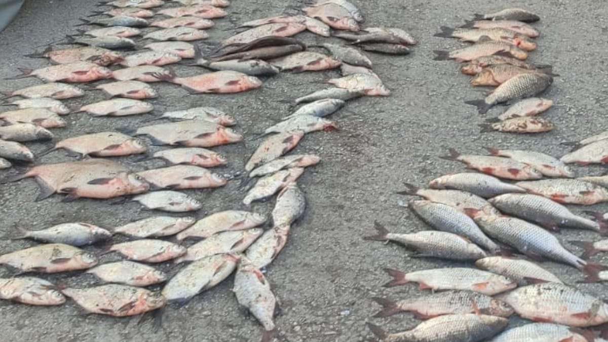 Braconaj piscicol în perioada de prohibiție: prejudicii de peste 300 mii lei - agroexpert.md