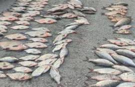 Braconaj piscicol în perioada de prohibiție: prejudicii de peste 300 mii lei - agroexpert.md