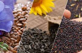 Экспорт масличных культур из Молдовы в январе 2026: рынок, потоки и цены - agroexpert.md