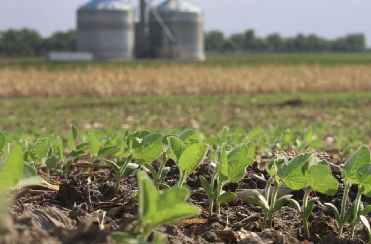 Au făcut sau nu ravagii ploile asupra culturilor? Ce spune Șteribeț - agroexpert.md