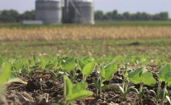Au făcut sau nu ravagii ploile asupra culturilor? Ce spune Șteribeț - agroexpert.md