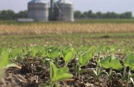 Au făcut sau nu ravagii ploile asupra culturilor? Ce spune Șteribeț - agroexpert.md