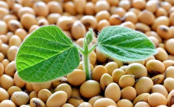 Как климатические аномалии в Бразилии влияют на рынок сои Украины - agroexpert.md