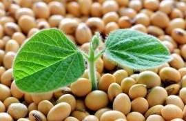 Как климатические аномалии в Бразилии влияют на рынок сои Украины - agroexpert.md