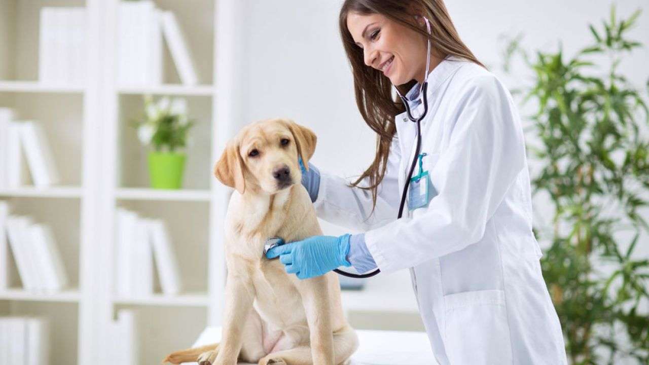 Ziua Mondială a Medicului Veterinat sărbătorită în R. Moldova - agroexpert.md
