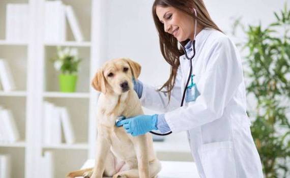 Ziua Mondială a Medicului Veterinat sărbătorită în R. Moldova - agroexpert.md
