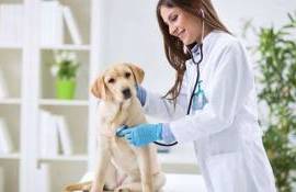 Ziua Mondială a Medicului Veterinat sărbătorită în R. Moldova - agroexpert.md