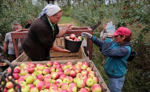 Аграрии критикуют идею цифровых ваучеров для оплаты подёнщиков: что не так - agroexpert.md