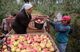 Аграрии критикуют идею цифровых ваучеров для оплаты подёнщиков: что не так - agroexpert.md