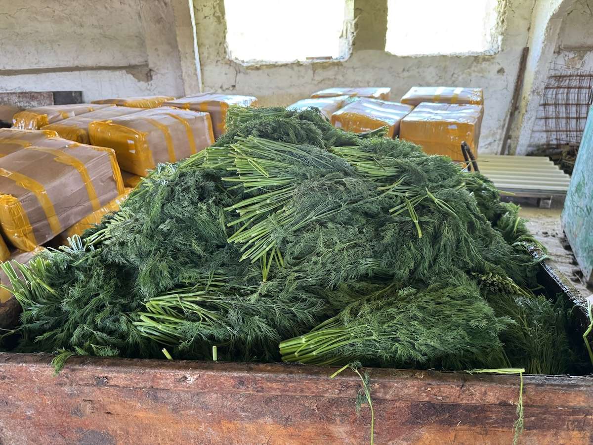 10 tone de mărar de import, distruse după depășirea limitelor de pesticide - agroexpert.md