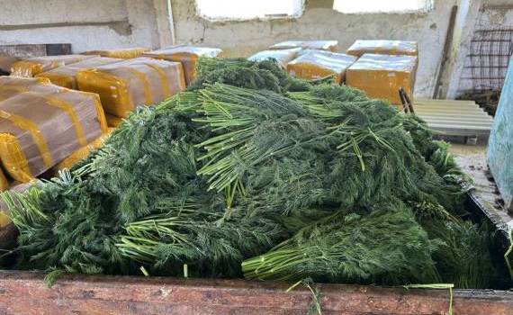 10 tone de mărar de import, distruse după depășirea limitelor de pesticide - agroexpert.md