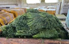 10 tone de mărar de import, distruse după depășirea limitelor de pesticide - agroexpert.md