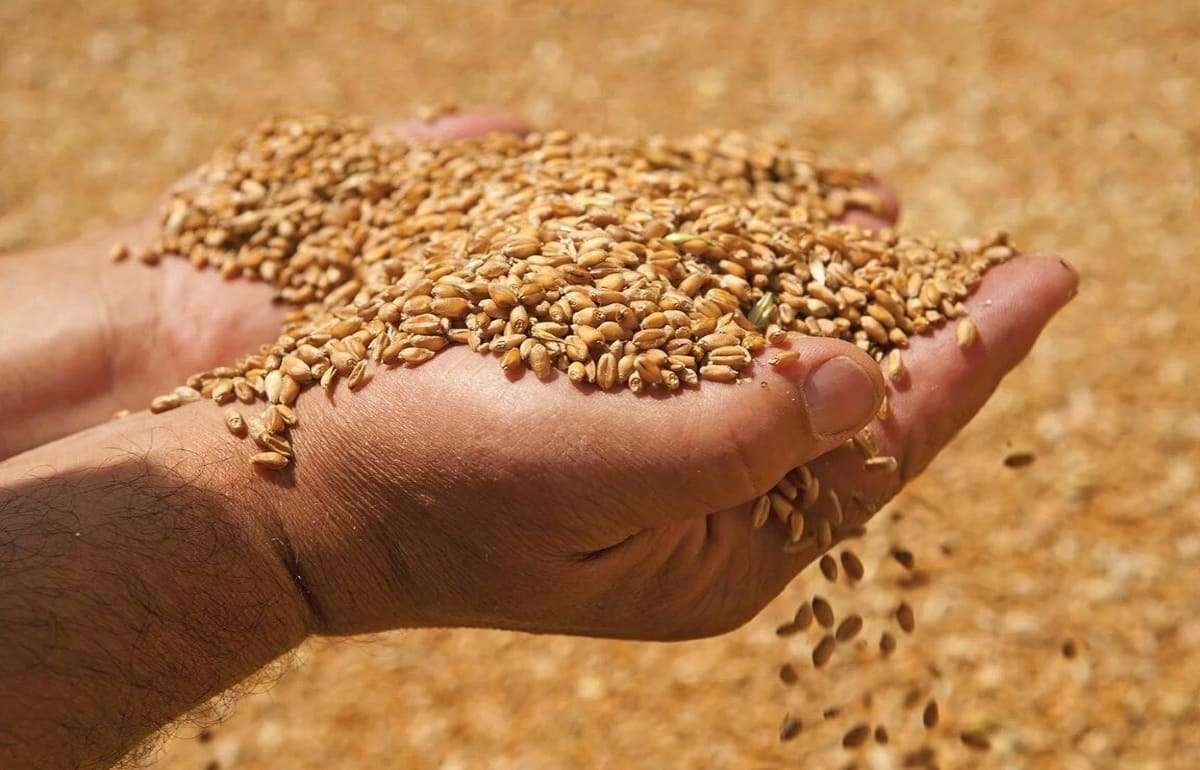 Цены на пшеницу старого и нового урожая практически сравнялись - agroexpert.md