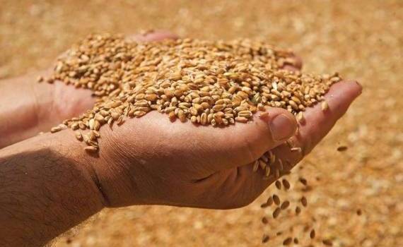Цены на пшеницу старого и нового урожая практически сравнялись - agroexpert.md
