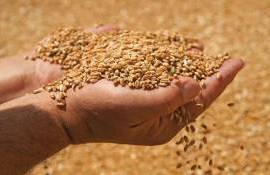 Цены на пшеницу старого и нового урожая практически сравнялись - agroexpert.md