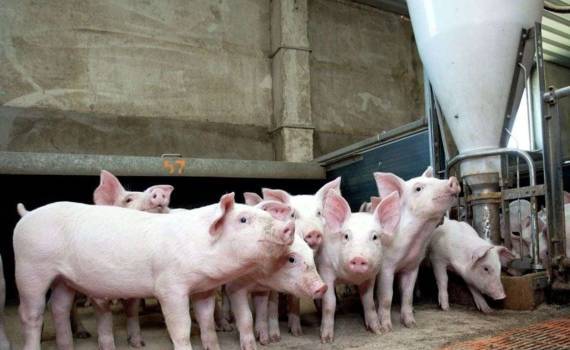 Кризис на рынке свинины в Румынии: половина ферм может закрыться к лету - agroexpert.md