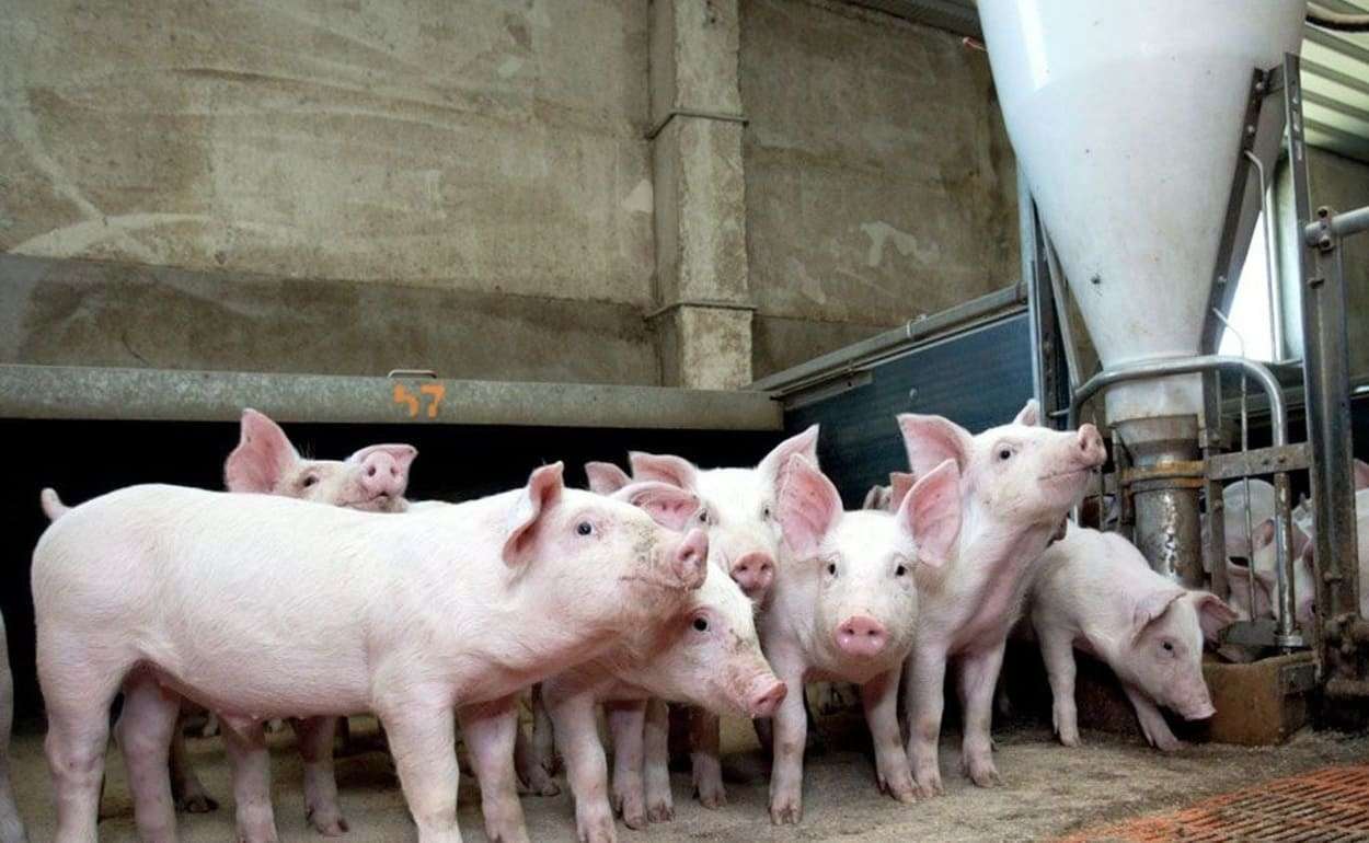 Кризис на рынке свинины в Румынии: половина ферм может закрыться к лету - agroexpert.md