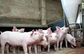 Кризис на рынке свинины в Румынии: половина ферм может закрыться к лету - agroexpert.md