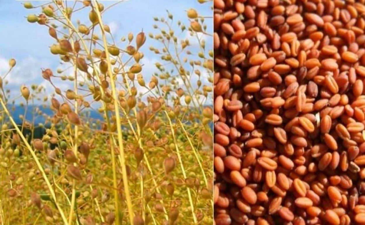 Bayer и BP создали альянс для вывода на рынок биотоплива из рыжика - agroexpert.md