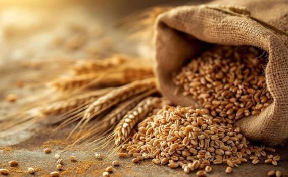 Цены пшеницы в украинских портах перестали расти и стабилизировались - agroexpert.md